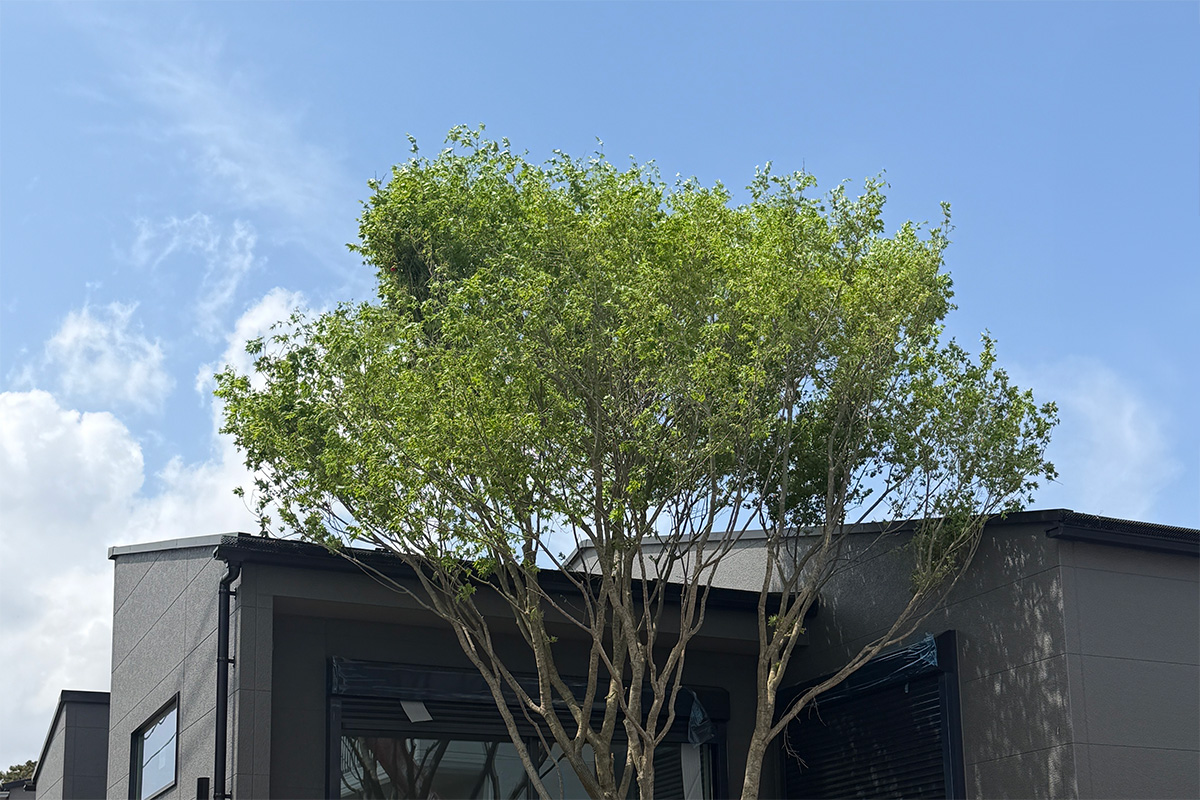 シンボルツリーが植樹されました♪