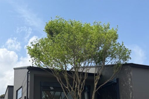 【駅近平屋Newデビュー！｜モリニアル千葉千城台Season2】シンボルツリーが植樹されました♪実際にご見学できます！のイメージ